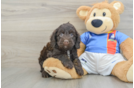 Playful Cocker Doodle Poodle Mix Puppy