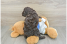 Playful Cocker Doodle Poodle Mix Puppy