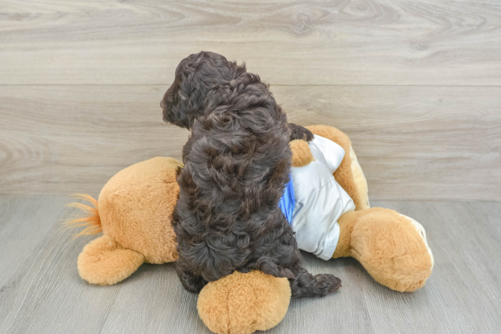 Playful Cocker Doodle Poodle Mix Puppy