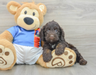 5 week old Cockapoo Puppy For Sale - Florida Fur Babies