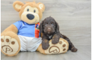 Cockapoo Pup Being Cute