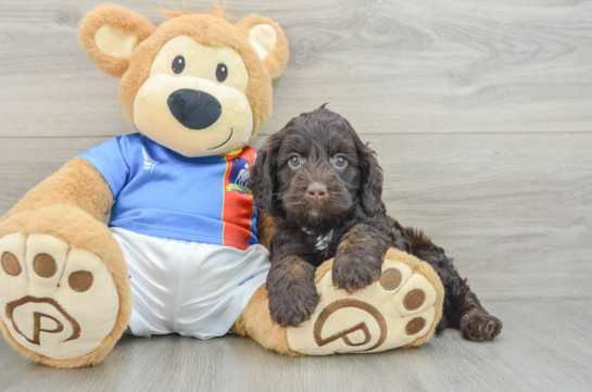 Cockapoo Pup Being Cute