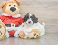 6 week old Cockapoo Puppy For Sale - Florida Fur Babies