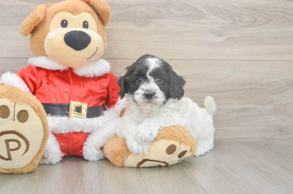 5 week old Cockapoo Puppy For Sale - Florida Fur Babies