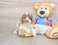 6 week old Cockapoo Puppy For Sale - Florida Fur Babies