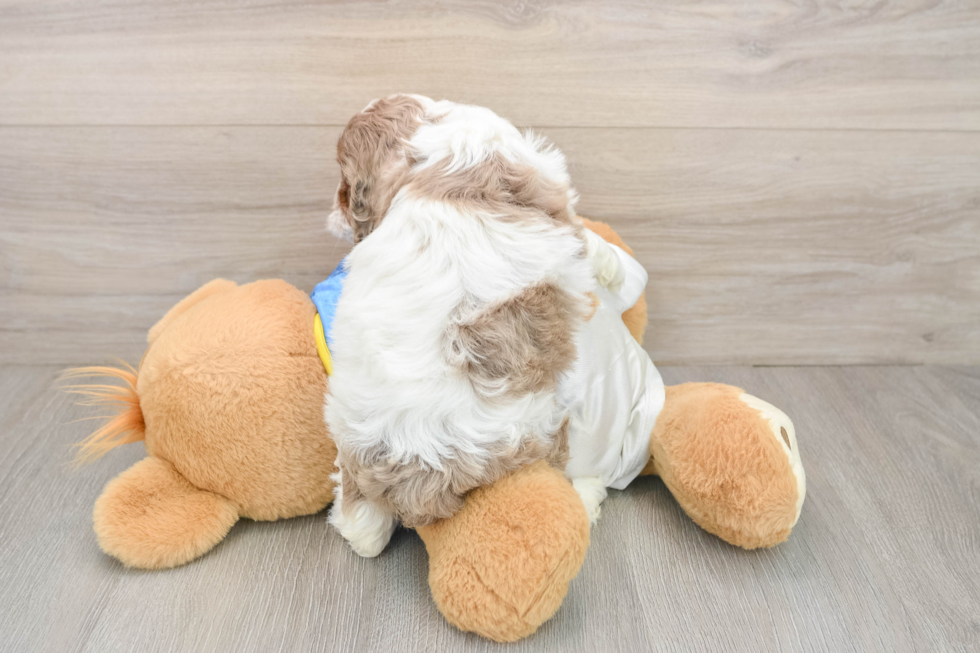 Cockapoo Puppy for Adoption