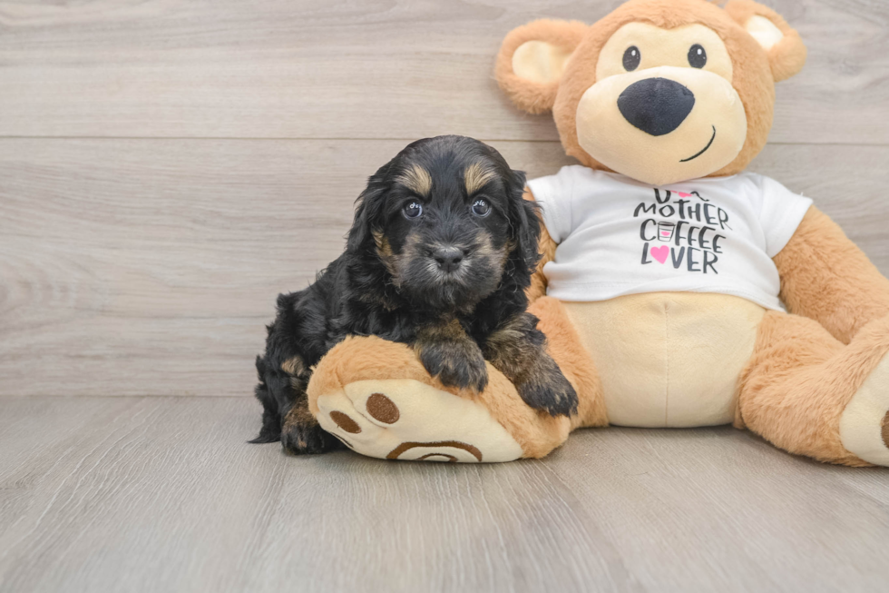 Cockapoo Puppy for Adoption