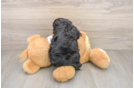 Small Cockapoo Baby