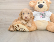 5 week old Cockapoo Puppy For Sale - Florida Fur Babies