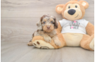 Best Cockapoo Baby