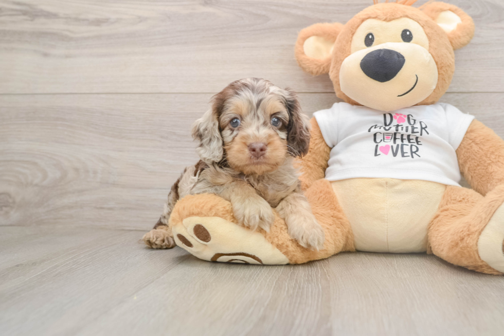 Best Cockapoo Baby