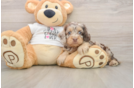 Cockapoo Puppy for Adoption