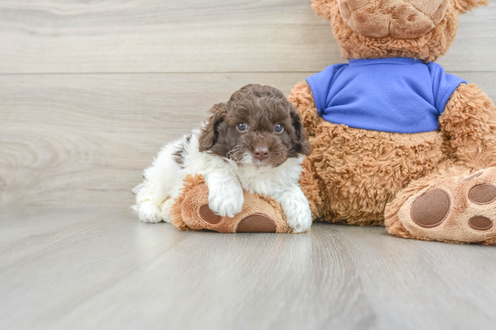 Playful Cocker Doodle Poodle Mix Puppy