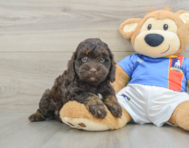 6 week old Cockapoo Puppy For Sale - Florida Fur Babies