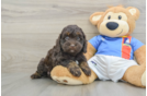 Cockapoo Puppy for Adoption
