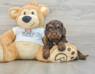 7 week old Cockapoo Puppy For Sale - Florida Fur Babies