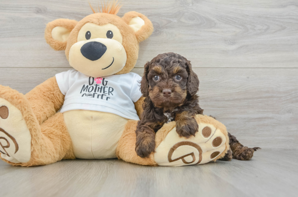 5 week old Cockapoo Puppy For Sale - Florida Fur Babies