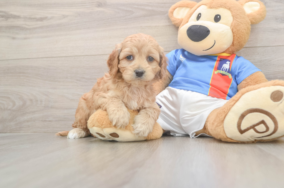 5 week old Cockapoo Puppy For Sale - Florida Fur Babies