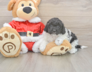 6 week old Cockapoo Puppy For Sale - Florida Fur Babies