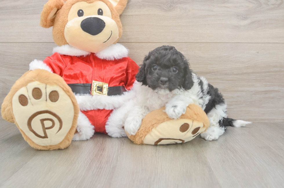 5 week old Cockapoo Puppy For Sale - Florida Fur Babies