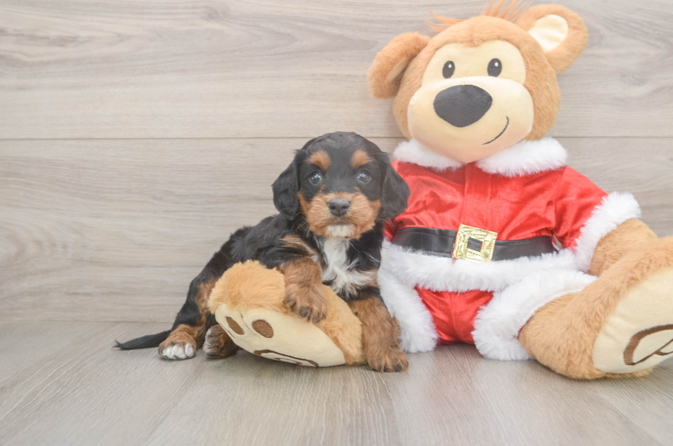 5 week old Cockapoo Puppy For Sale - Florida Fur Babies