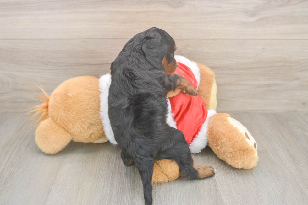 Playful Cocker Doodle Poodle Mix Puppy