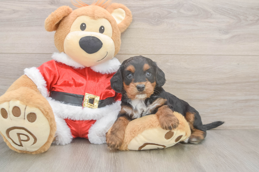 Cockapoo Puppy for Adoption