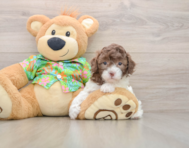 5 week old Cockapoo Puppy For Sale - Florida Fur Babies