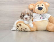 7 week old Cockapoo Puppy For Sale - Florida Fur Babies