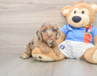 7 week old Cockapoo Puppy For Sale - Florida Fur Babies