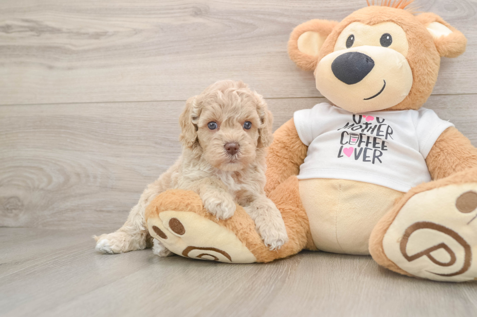 Cockapoo Puppy for Adoption