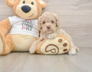 5 week old Cockapoo Puppy For Sale - Florida Fur Babies