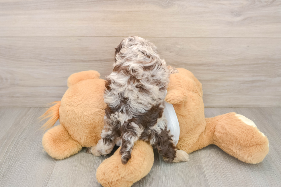 Cockapoo Pup Being Cute
