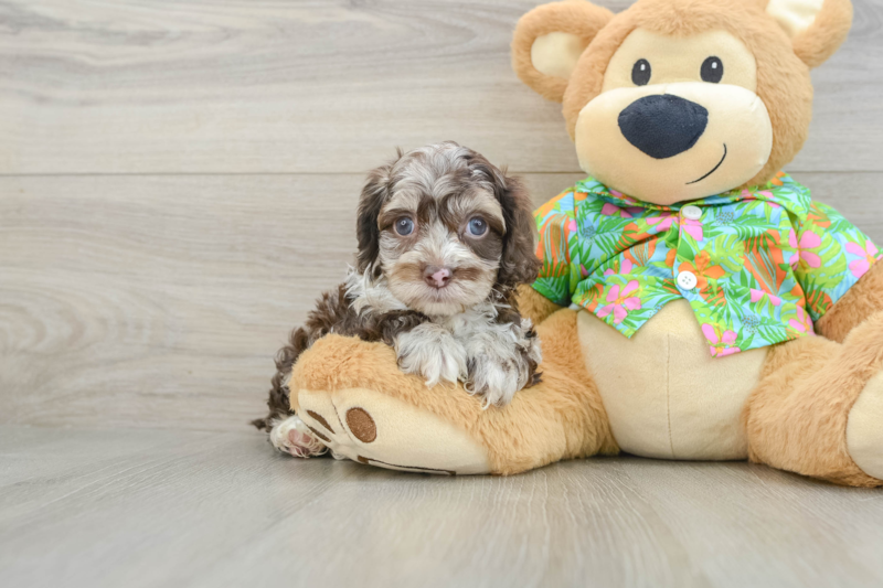 Meet Denim - our Cockapoo Puppy Photo 1/3 - Florida Fur Babies