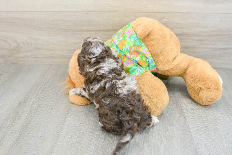 Meet Denim - our Cockapoo Puppy Photo 2/3 - Florida Fur Babies