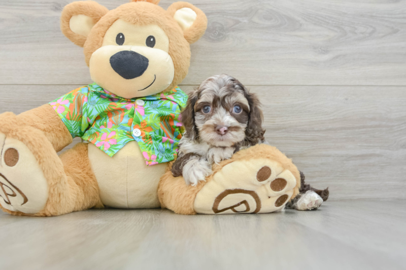 Meet Denim - our Cockapoo Puppy Photo 3/3 - Florida Fur Babies
