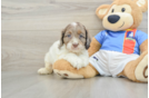 Cockapoo Puppy for Adoption