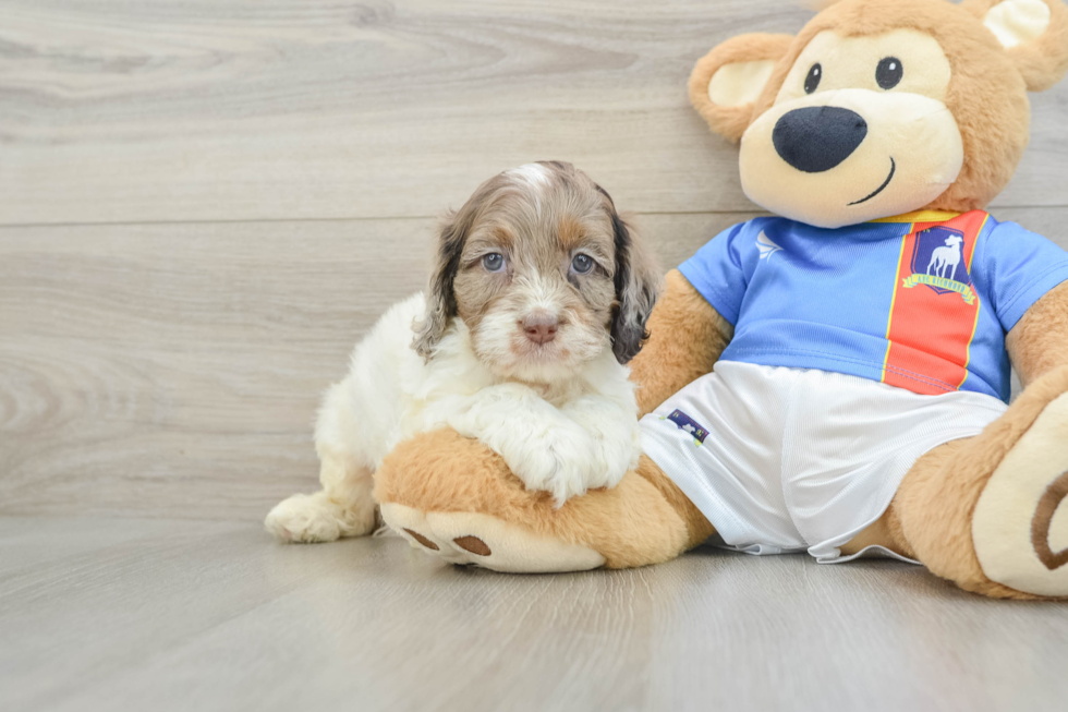 Cockapoo Puppy for Adoption