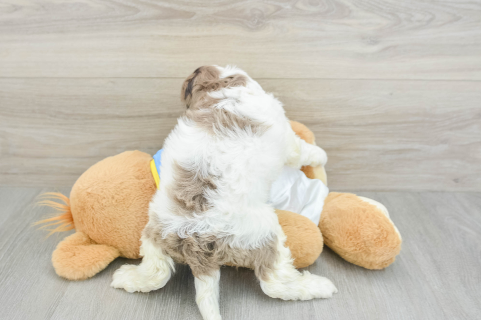 Cockapoo Pup Being Cute