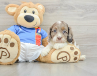 6 week old Cockapoo Puppy For Sale - Florida Fur Babies