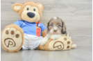 Cockapoo Puppy for Adoption