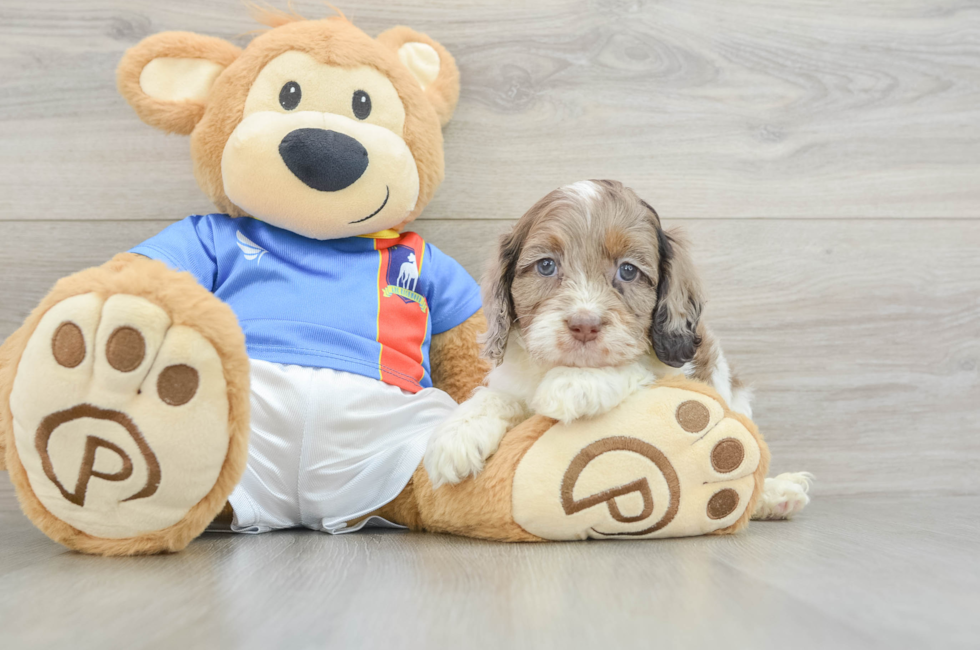 5 week old Cockapoo Puppy For Sale - Florida Fur Babies