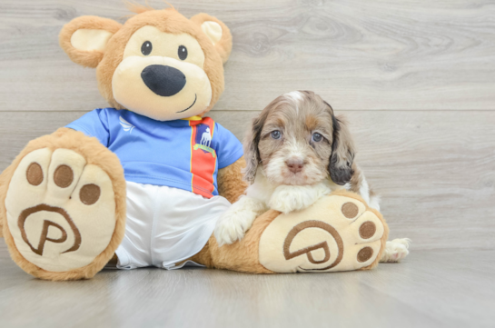 Cockapoo Puppy for Adoption