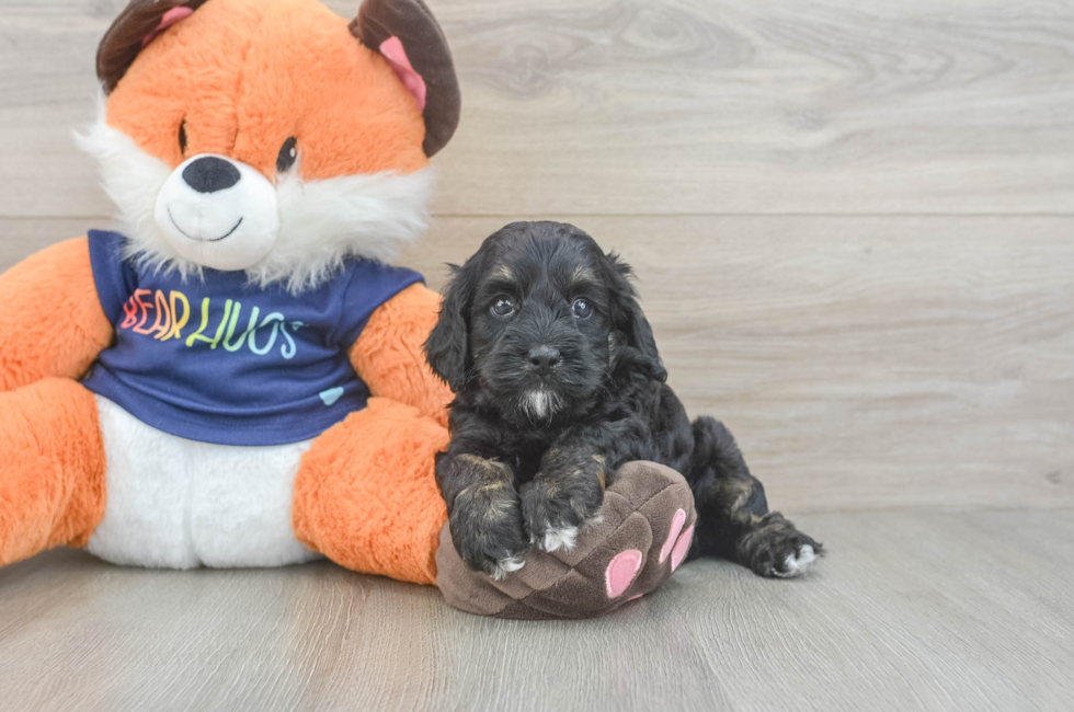 5 week old Cockapoo Puppy For Sale - Florida Fur Babies