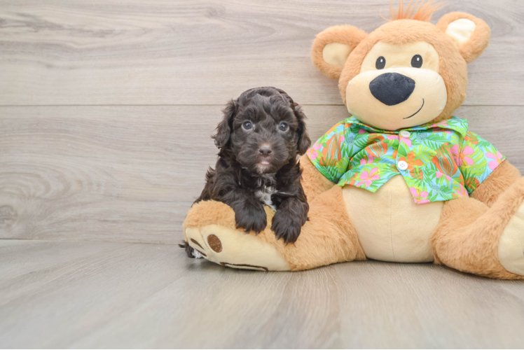 Fluffy Cockapoo Poodle Mix Pup
