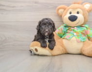 5 week old Cockapoo Puppy For Sale - Florida Fur Babies