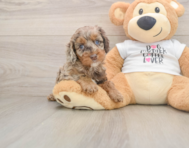6 week old Cockapoo Puppy For Sale - Florida Fur Babies