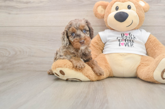 Happy Cockapoo Baby
