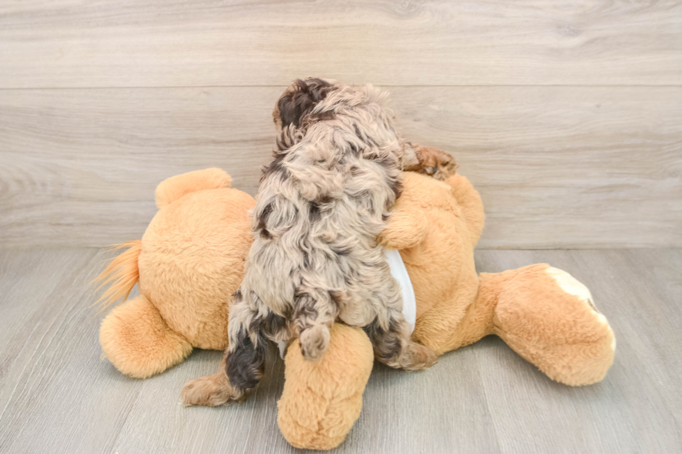 Adorable Cocker Doodle Poodle Mix Puppy