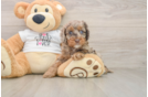 Cute Cockapoo Baby